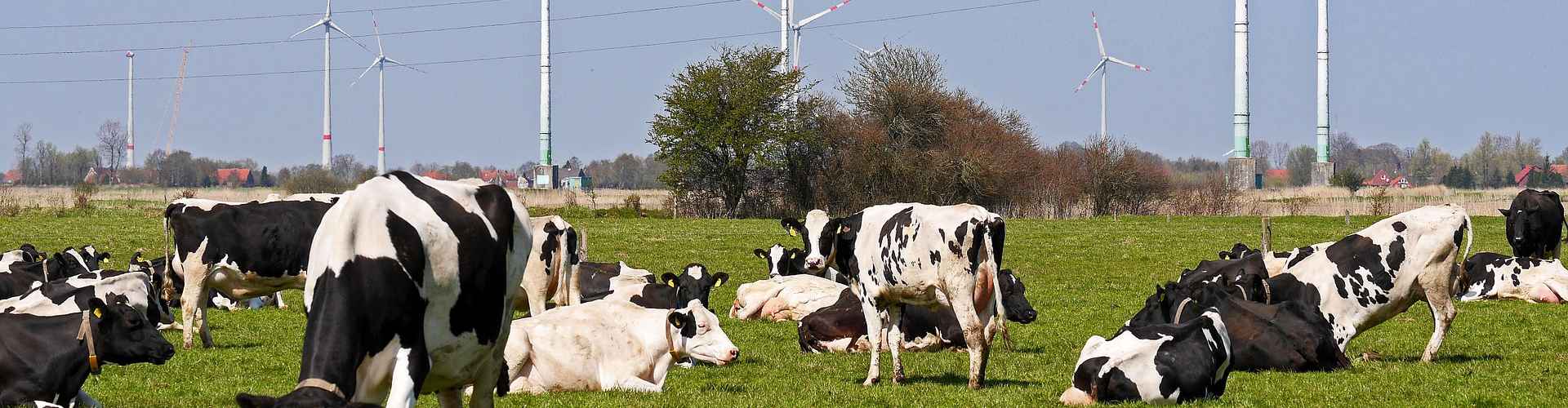 Kühe auf der Weide und Windkraftanlagen