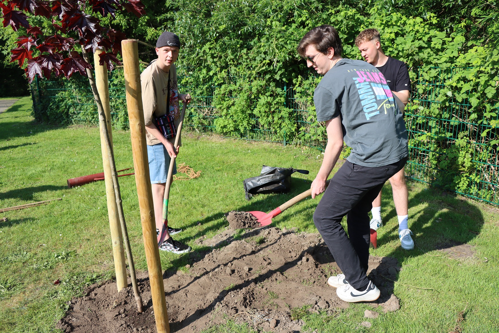 3 Jugendliche pflanzen einen kleinen Baum mit roten Blättern im Garten. Ein Jugendlicher schüttet Erde mit einer Schaufel. zu.