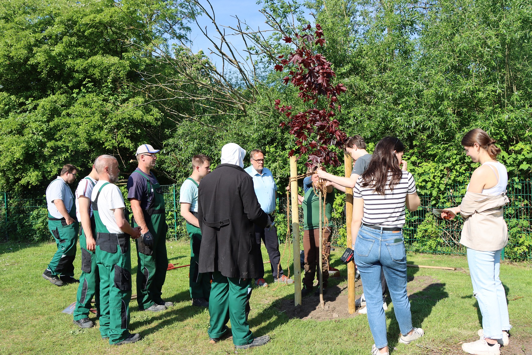 Eine Gruppe von FSJlern stehen vor dem gepflanzten Baum. Ein FSJler bindet eine Seil an die Mäste, sodas der Baum vor starkem Wind geschützt ist